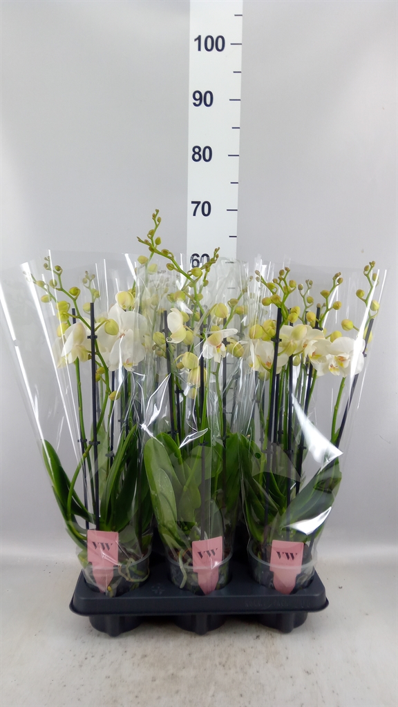 Phalaenopsis Inverness 12Ø 50cm 5st