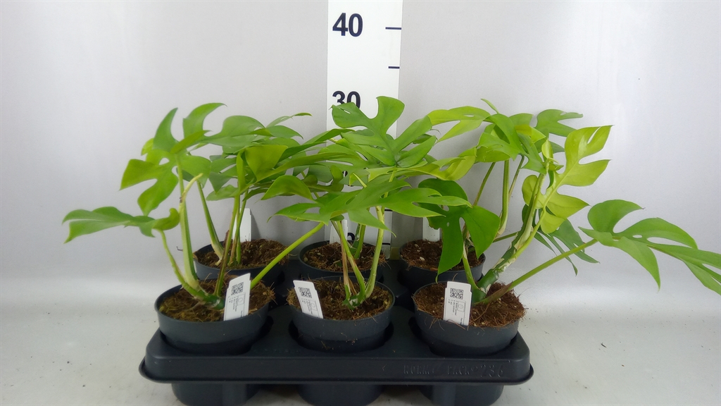 Monstera Deliciosa Little Sister 12Ø 20cm