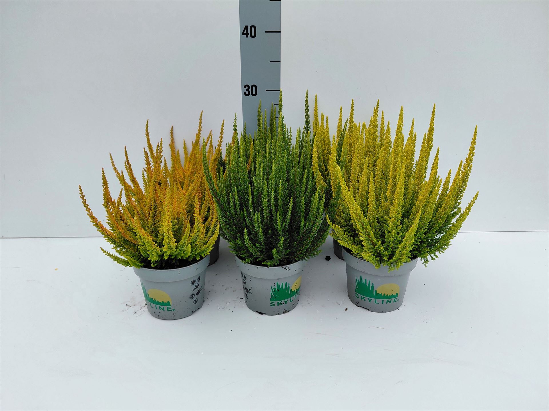 Calluna Skyline Mix 12Ø 28cm