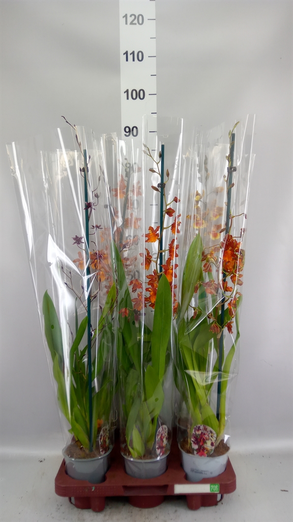 Cambria Mix 12Ø 80cm