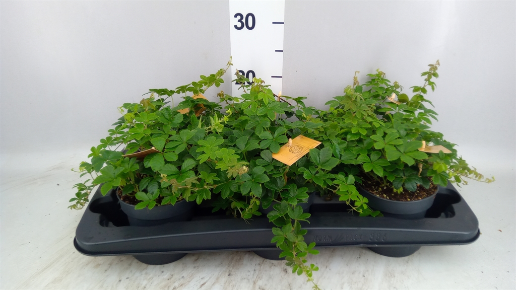 Parthenocissus Inserta 12Ø 20cm