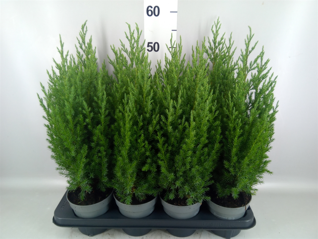 Juniperus Stricta 13Ø 55cm