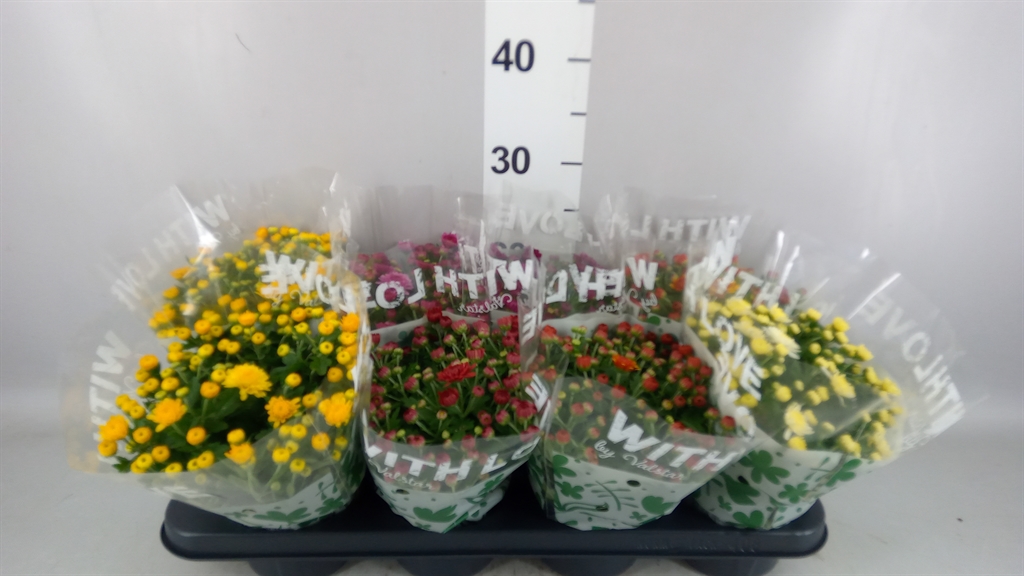 Chrysanth Mix 5 Colours 12Ø 27cm