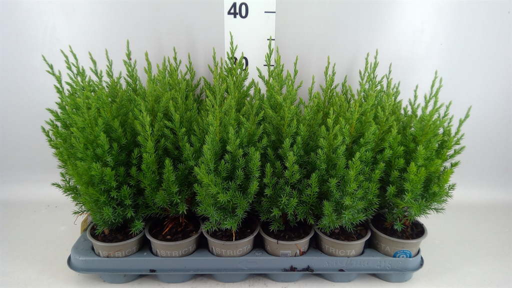 Juniperus Stricta 9Ø 25cm