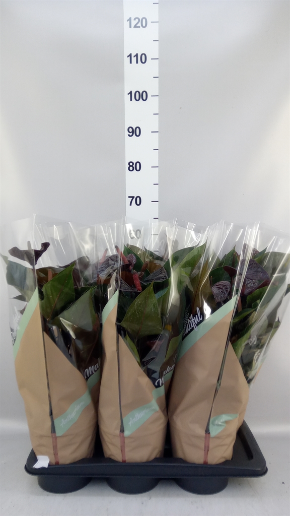 Anthurium Beauty Black 17Ø 50cm