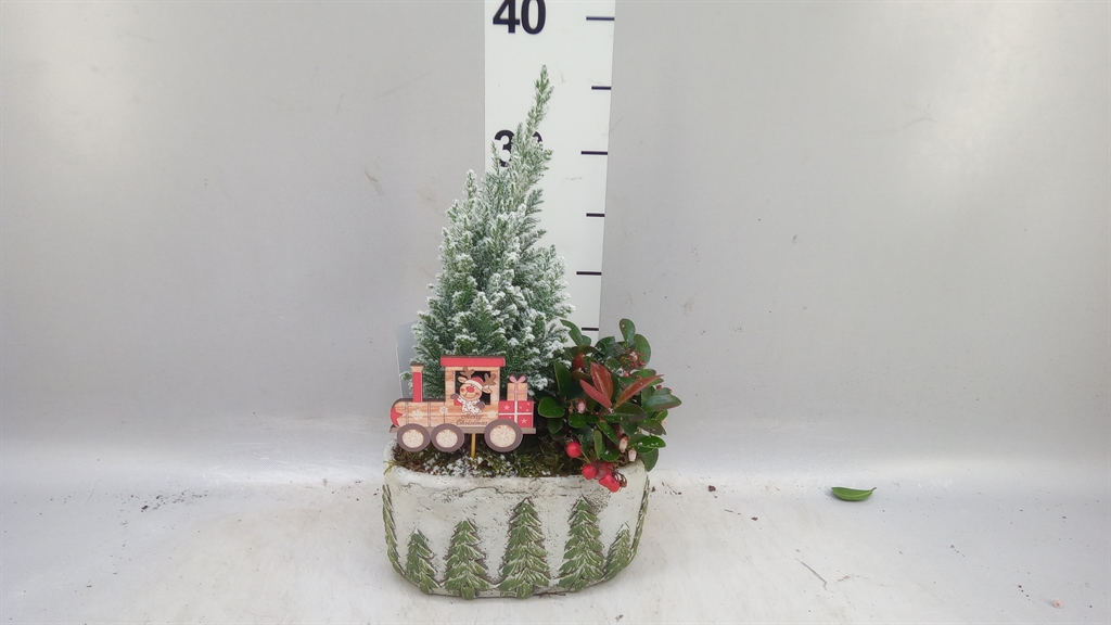Arrangement Garden Plants 19Ø