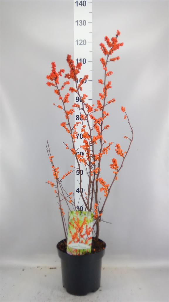 Ilex Verticillata 23Ø 110cm