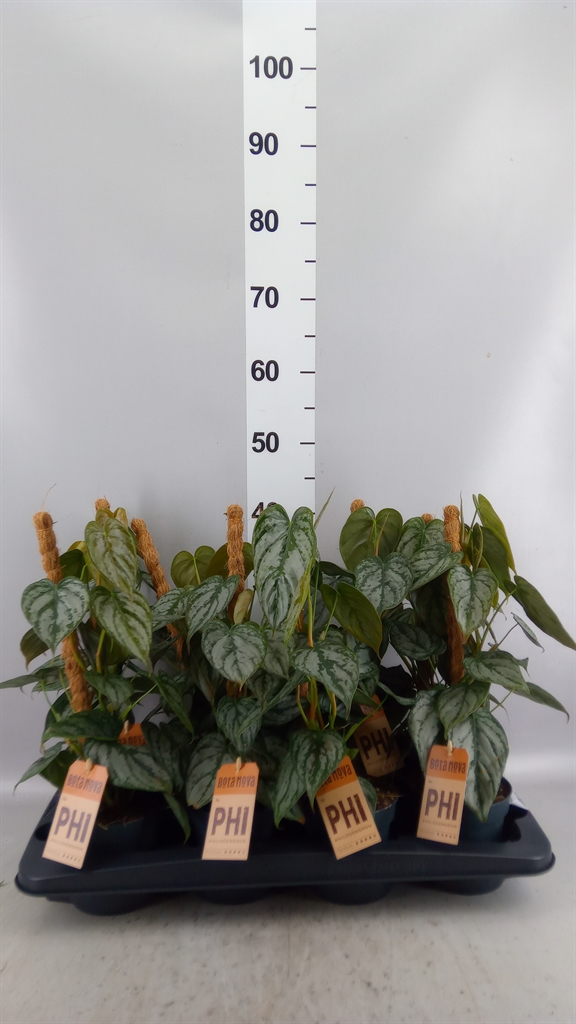Philodendron Brandtianum 12Ø 40cm
