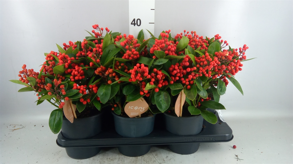 Skimmia Obsession 15Ø 35cm