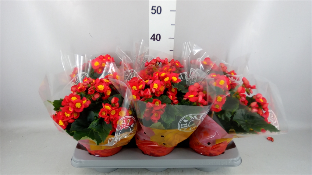 Begonia Single Valentino Pink 14Ø 32cm