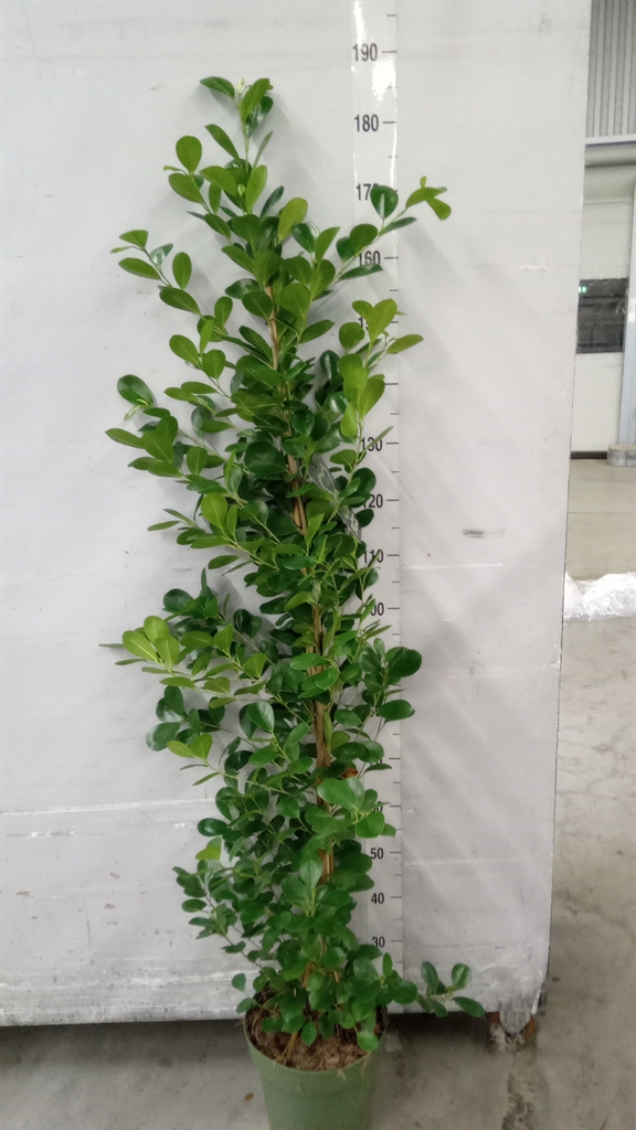 Fic Mi Moclame 27Ø 150cm