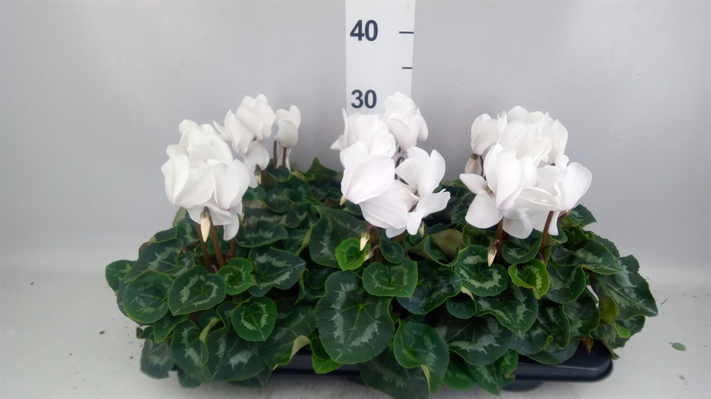 Cyclamen Super Serie Mammoth 13Ø 30cm