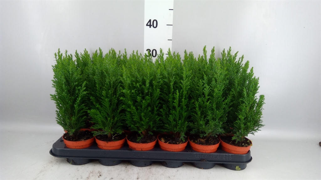 Chamaecyparis Ellwoodii 9Ø 30cm