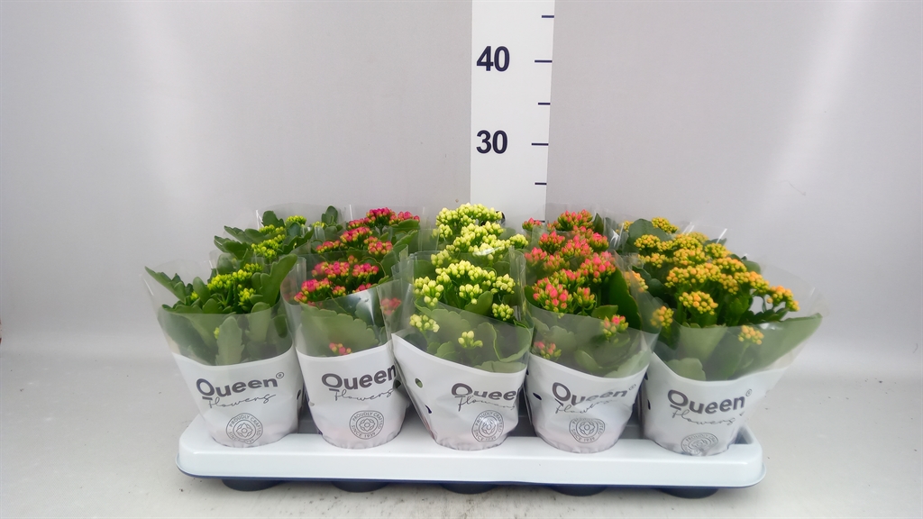 Kalanchoe Double Mix 9Ø 17cm