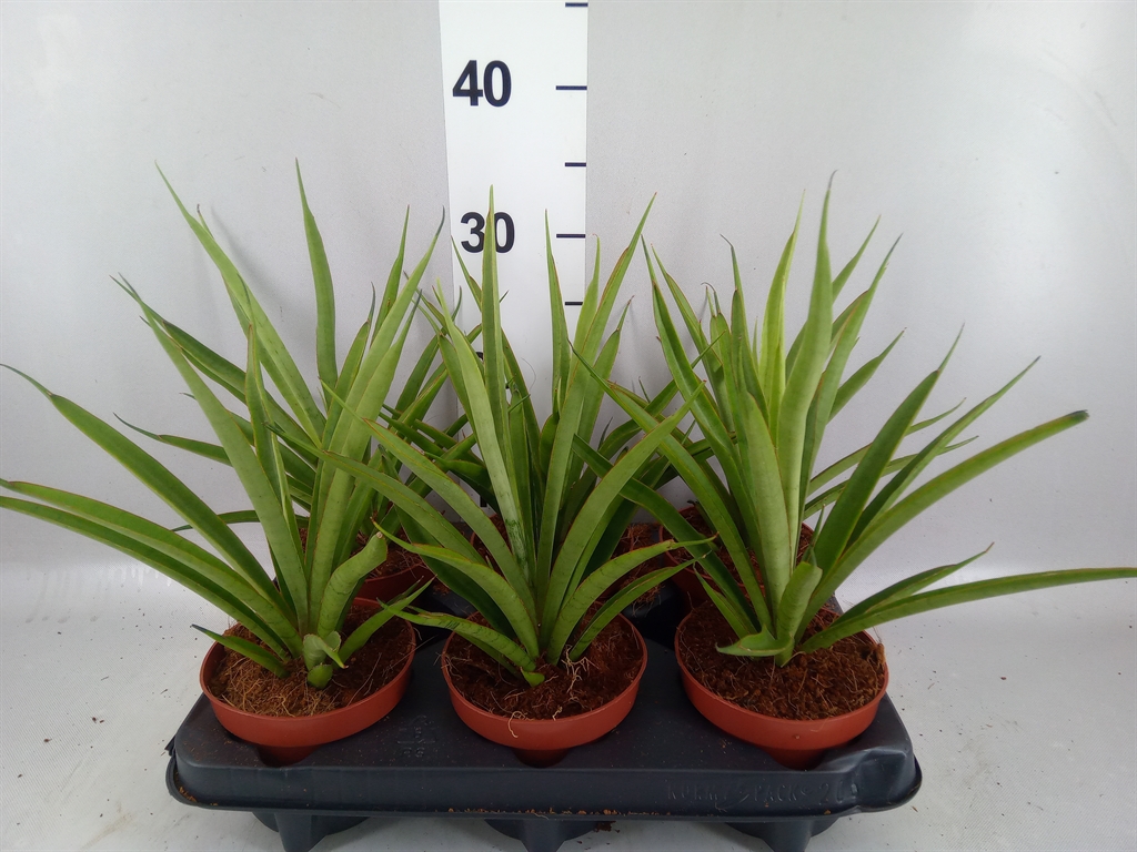 Sansev Cylindrica 12Ø 35cm
