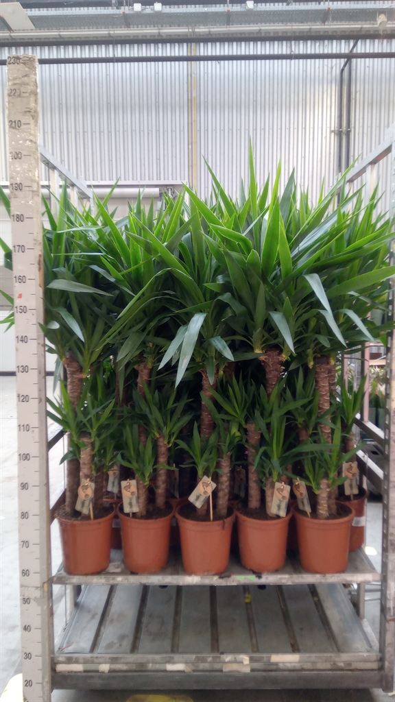 Yucca 24Ø 140cm