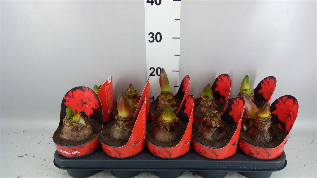 Hippeastrum Double King 12Ø 25cm