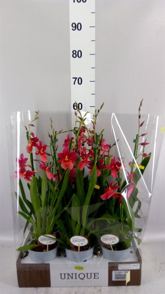 Burrageara Nelly Isler 12Ø 60cm