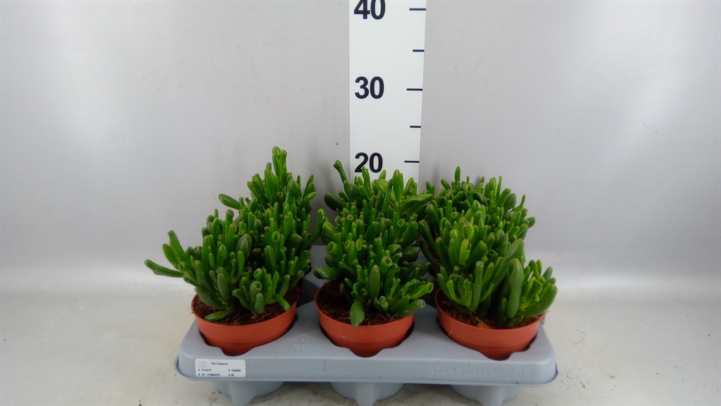 Crassula Gollum 12Ø 24cm