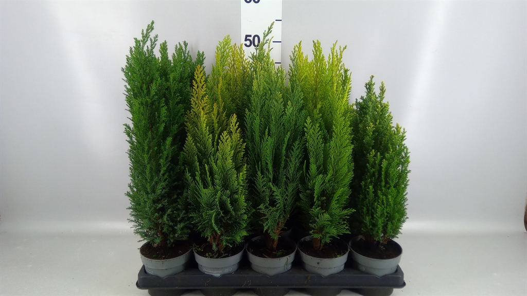 Conifers Mix 11Ø 30cm