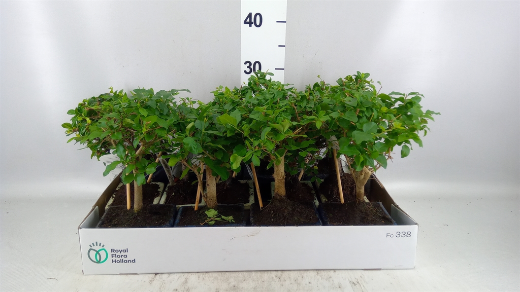 Bonsai Mix 12Ø 20cm