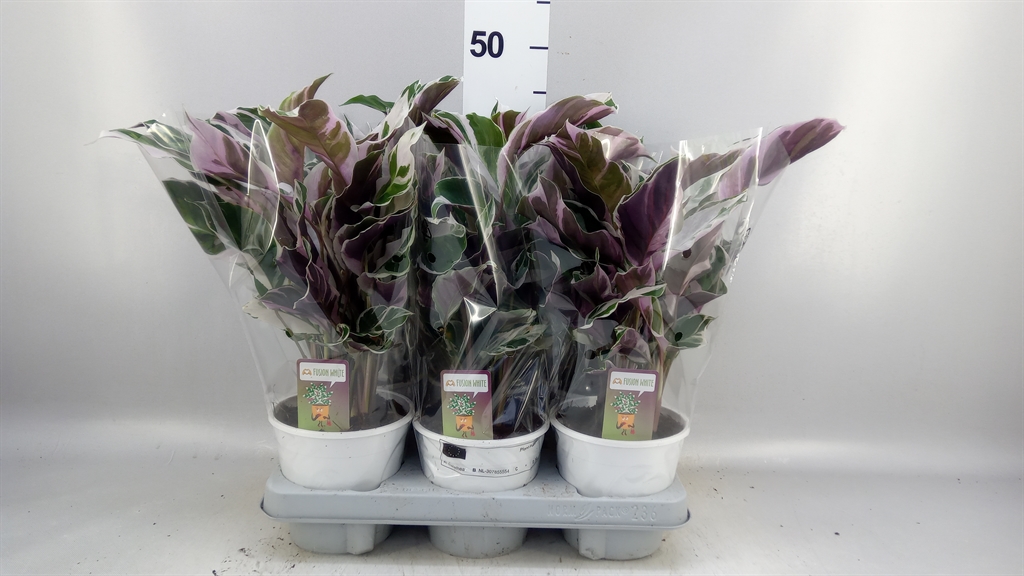 Calathea Fusion White 10Ø 25cm