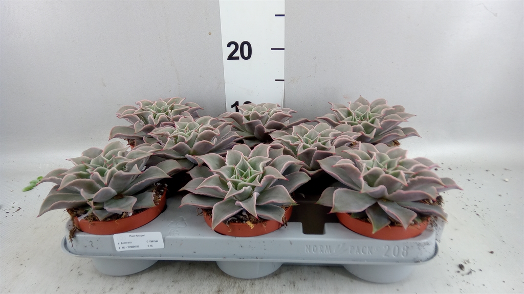 Echeveria Grey Prince 510Ø 14cm