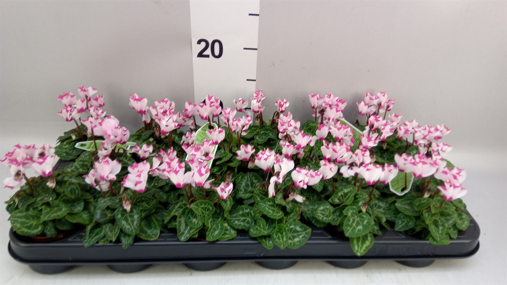 Cyclamen Super Serie Verano 6Ø 13cm