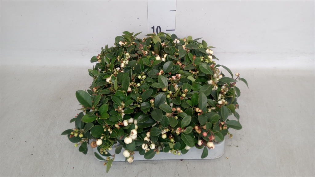 Gaultheria White Berry 7Ø 15cm