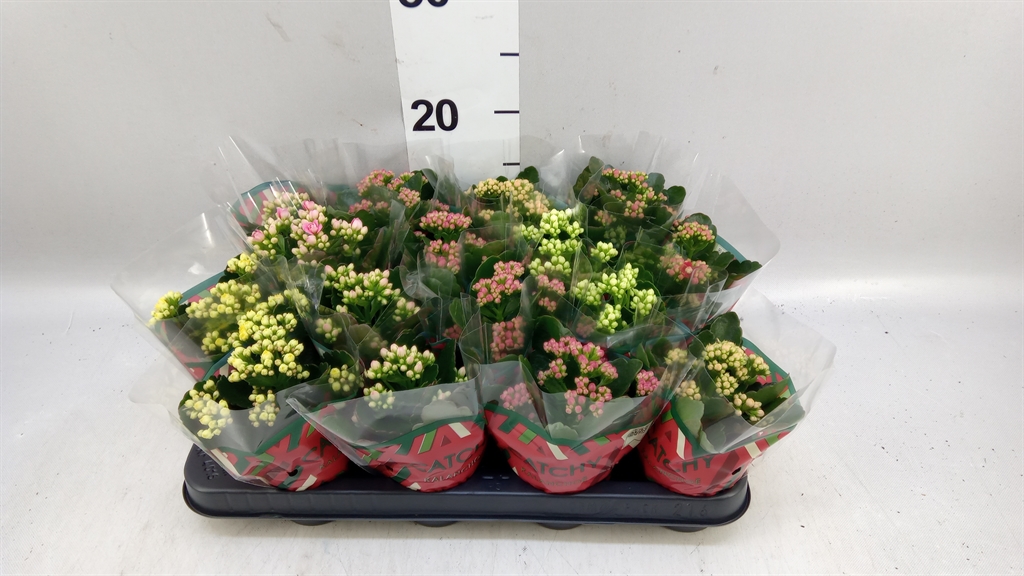 Kalan B Ge Gem 5 Kl 8Ø 15cm