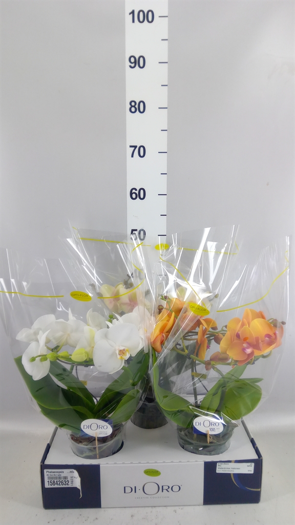Phalaenopsis Mix 12Ø 50cm 2st