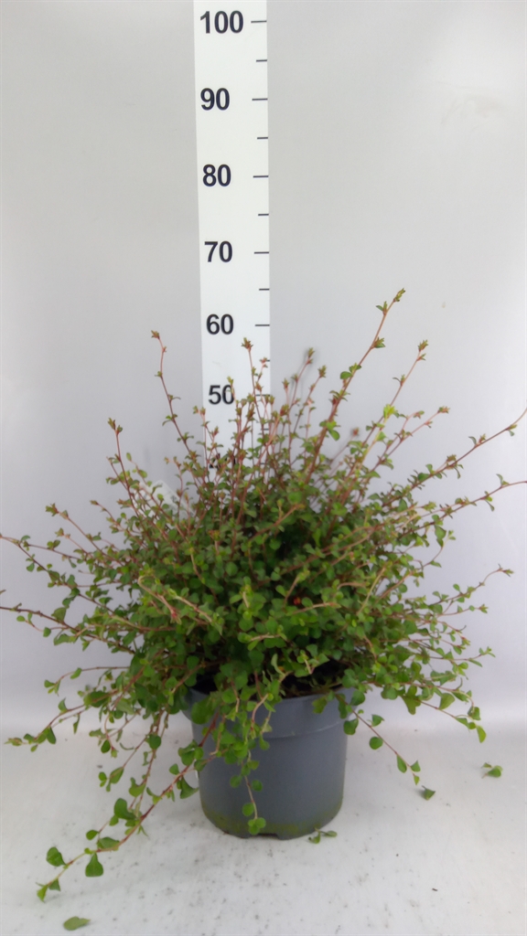 Ceratos Griffithii 23Ø 45cm