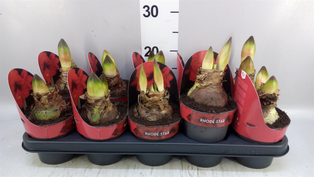 Hippeastrum Rhodé Star 12Ø 25cm