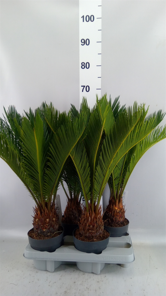 Cycas Revoluta 14Ø 55cm
