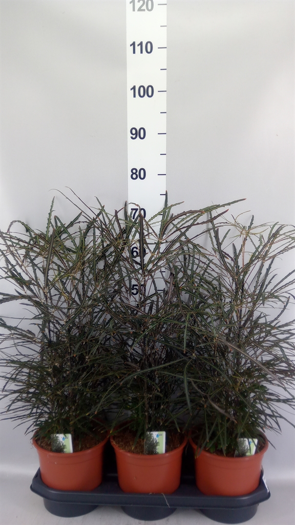 Dizygotheca Overig 19Ø 60cm