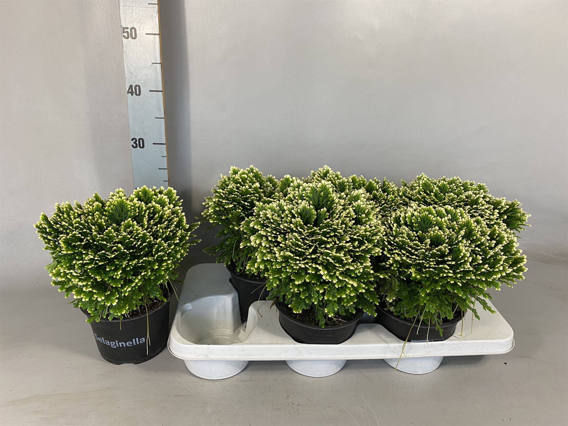 Selaginella Jori 15Ø 30cm