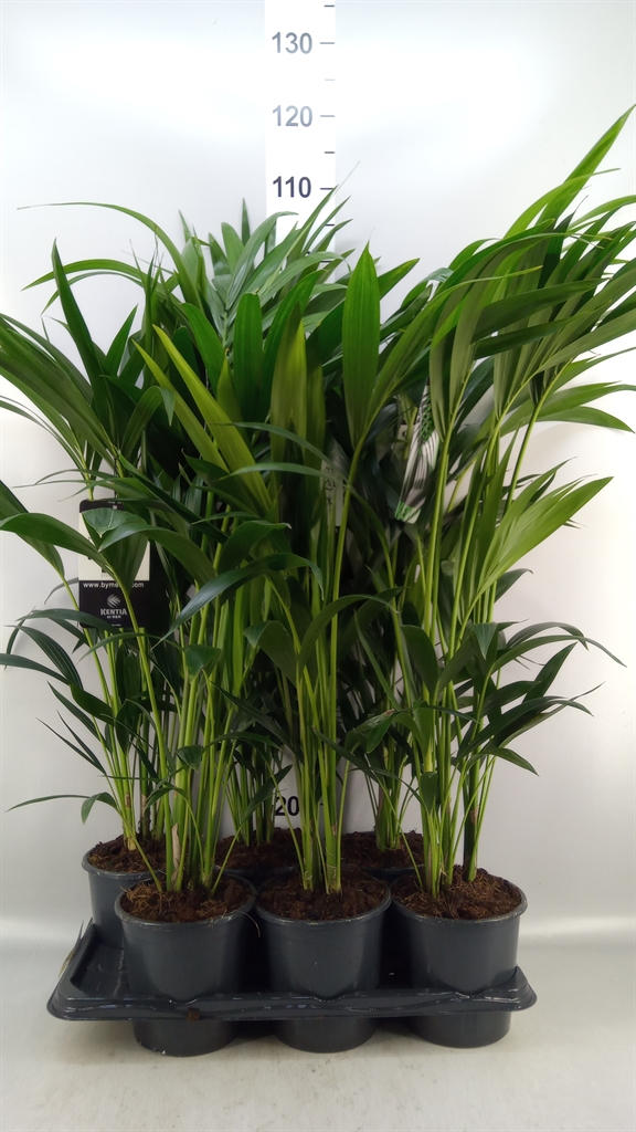 Howea Forsteriana 17Ø 80cm