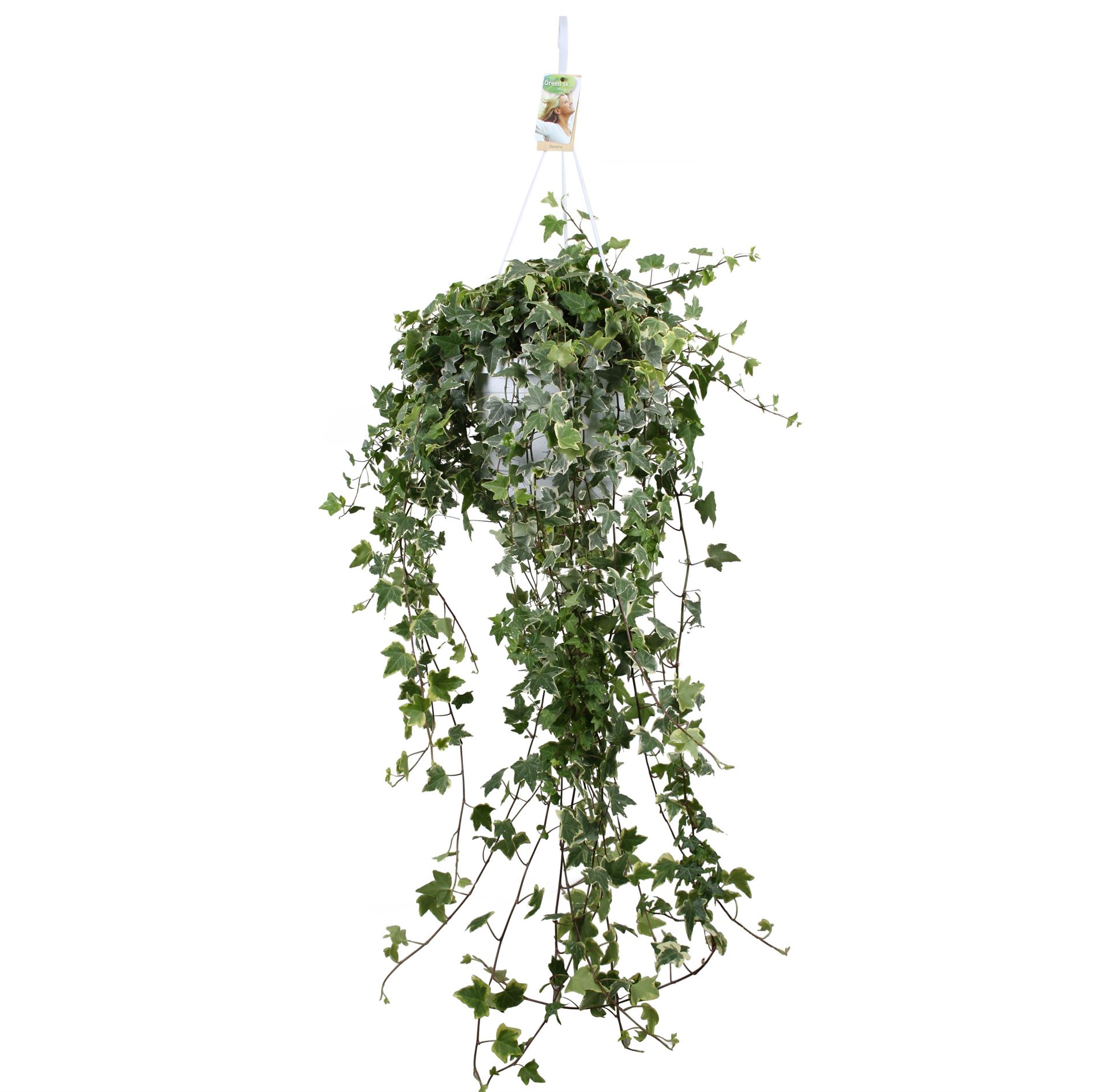 Hedera Helix Eva 24Ø 70cm