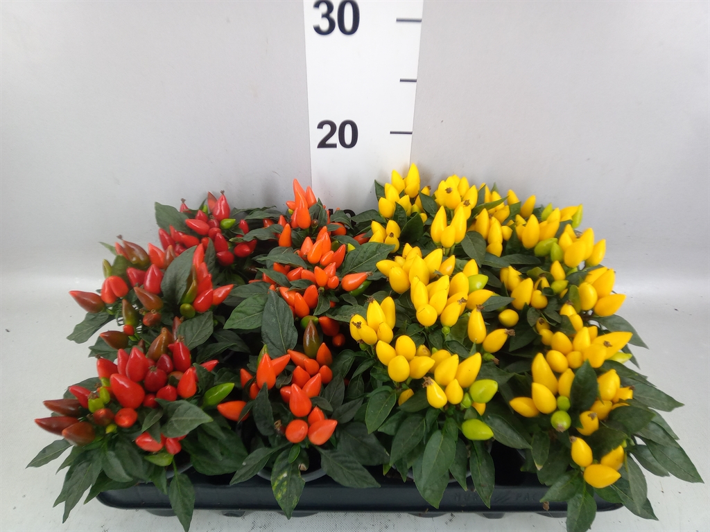 Capsicum Salsa Mix 9Ø 15cm