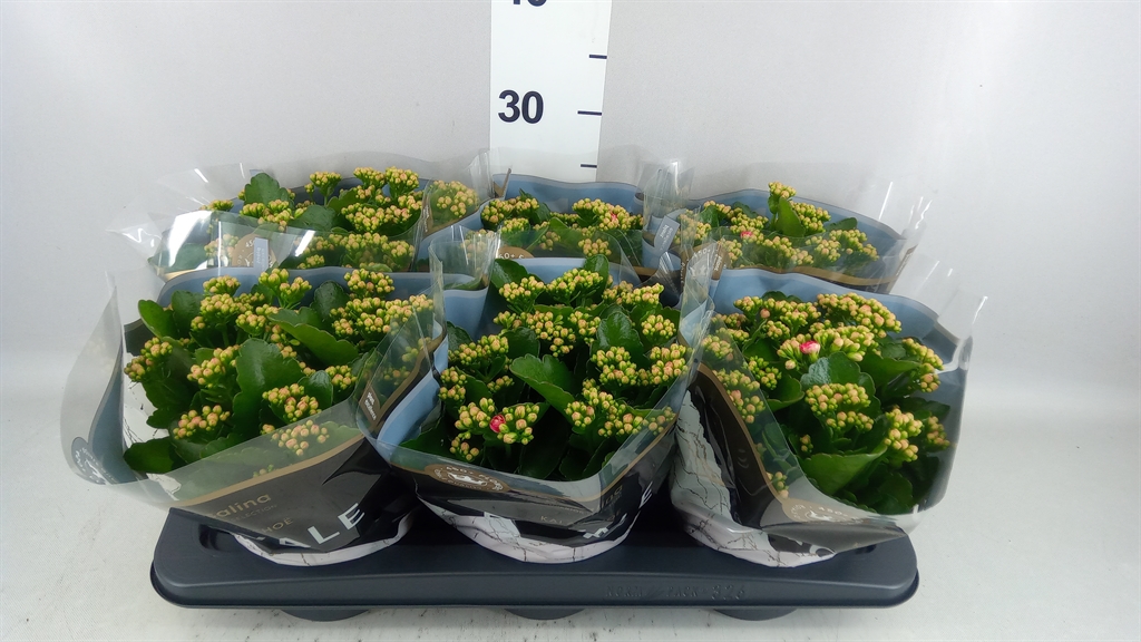Kalanchoe Double Rosalina Nando Pink 15Ø 27cm