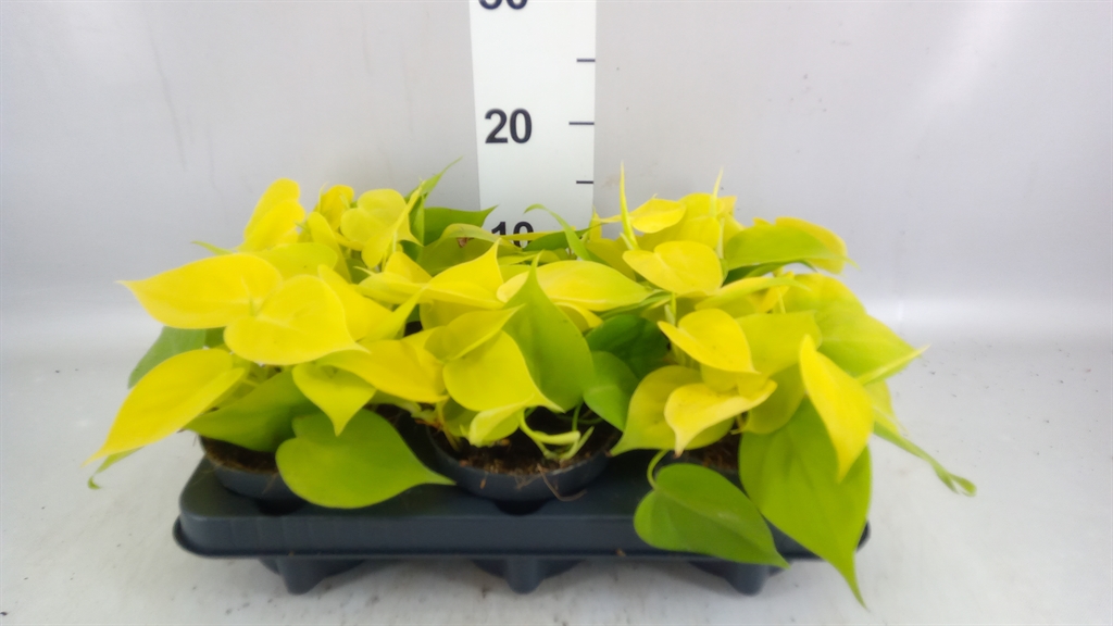 Philodendron Scandens Lemon Lime 12Ø 20cm