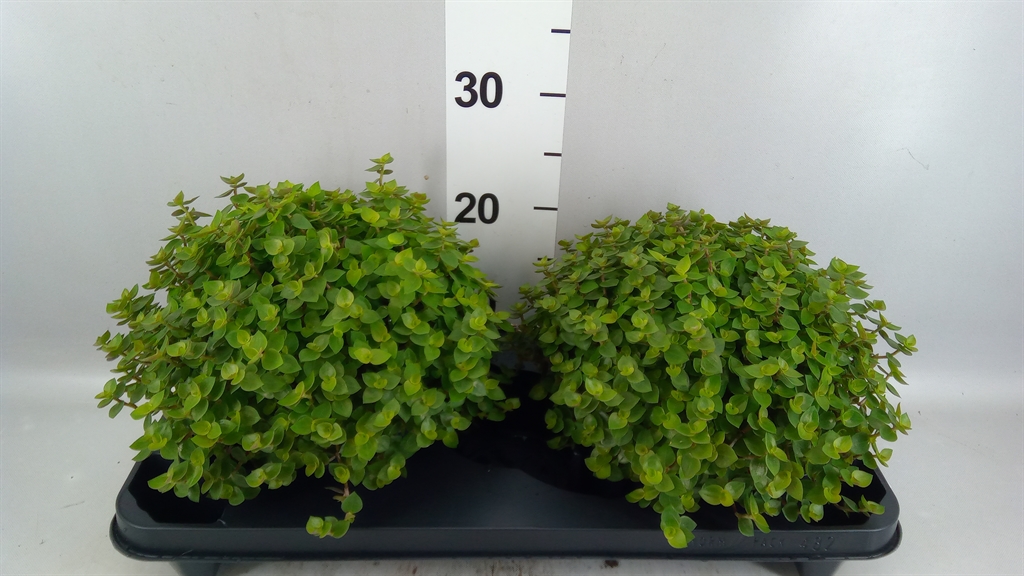 Callisia Repens 15Ø 20cm