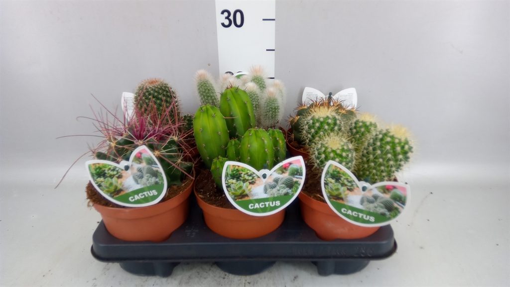 Cactus Mix 14Ø 20cm