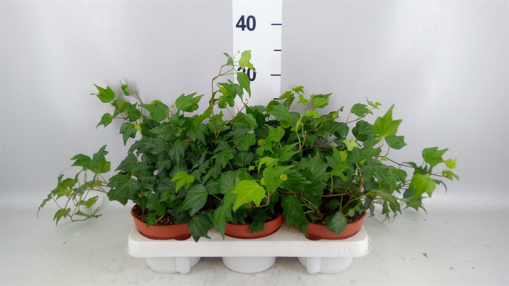 Hedera Helix Green Ripple 13Ø 30cm