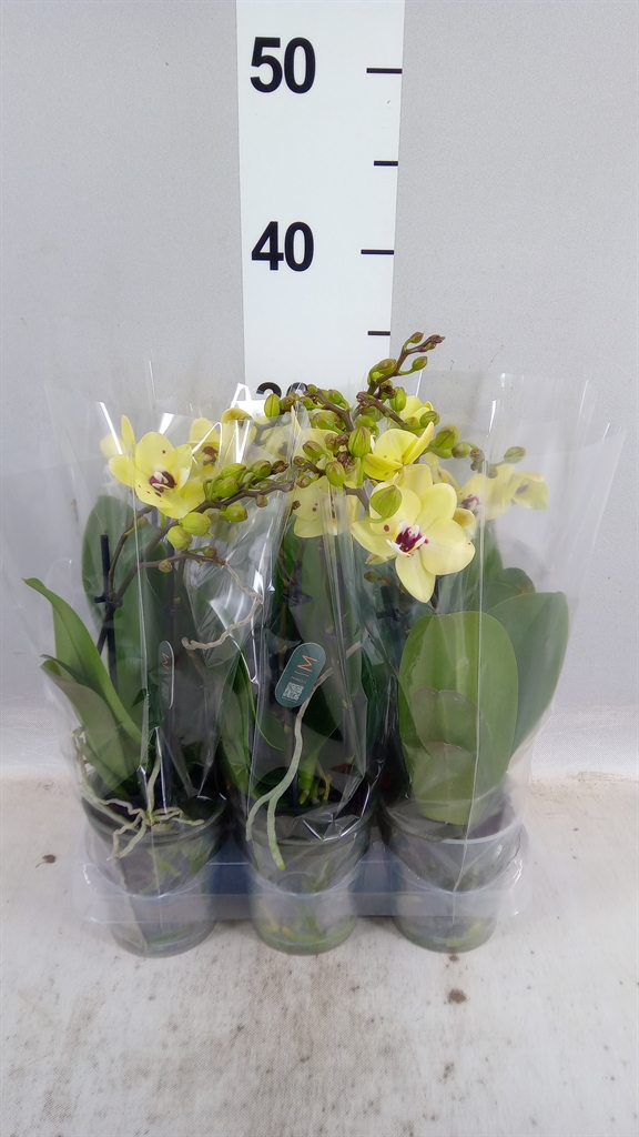 Phal Mf Ov 9Ø 35cm