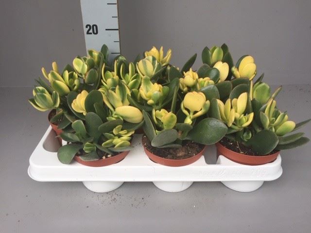Crassula Ovata 11Ø 20cm