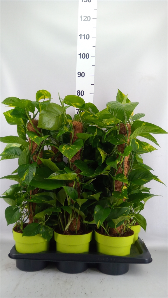 Epipremnum Moss Stick 17Ø 70cm