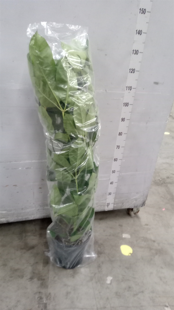 Schef Ov Amate 27Ø 120cm