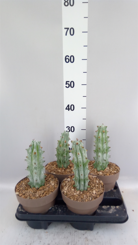 Cactus Overig 16Ø 40cm