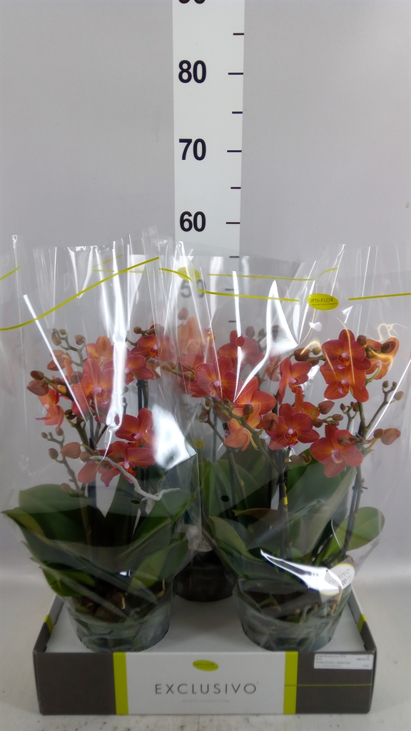 Phal Mf Ov Oranje 15Ø 45cm